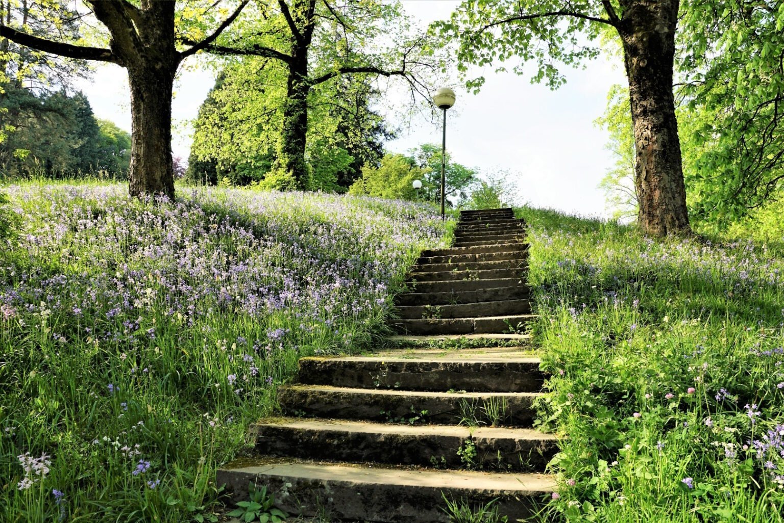 Eine steinerne Treppe führt durch einen grünen Wald